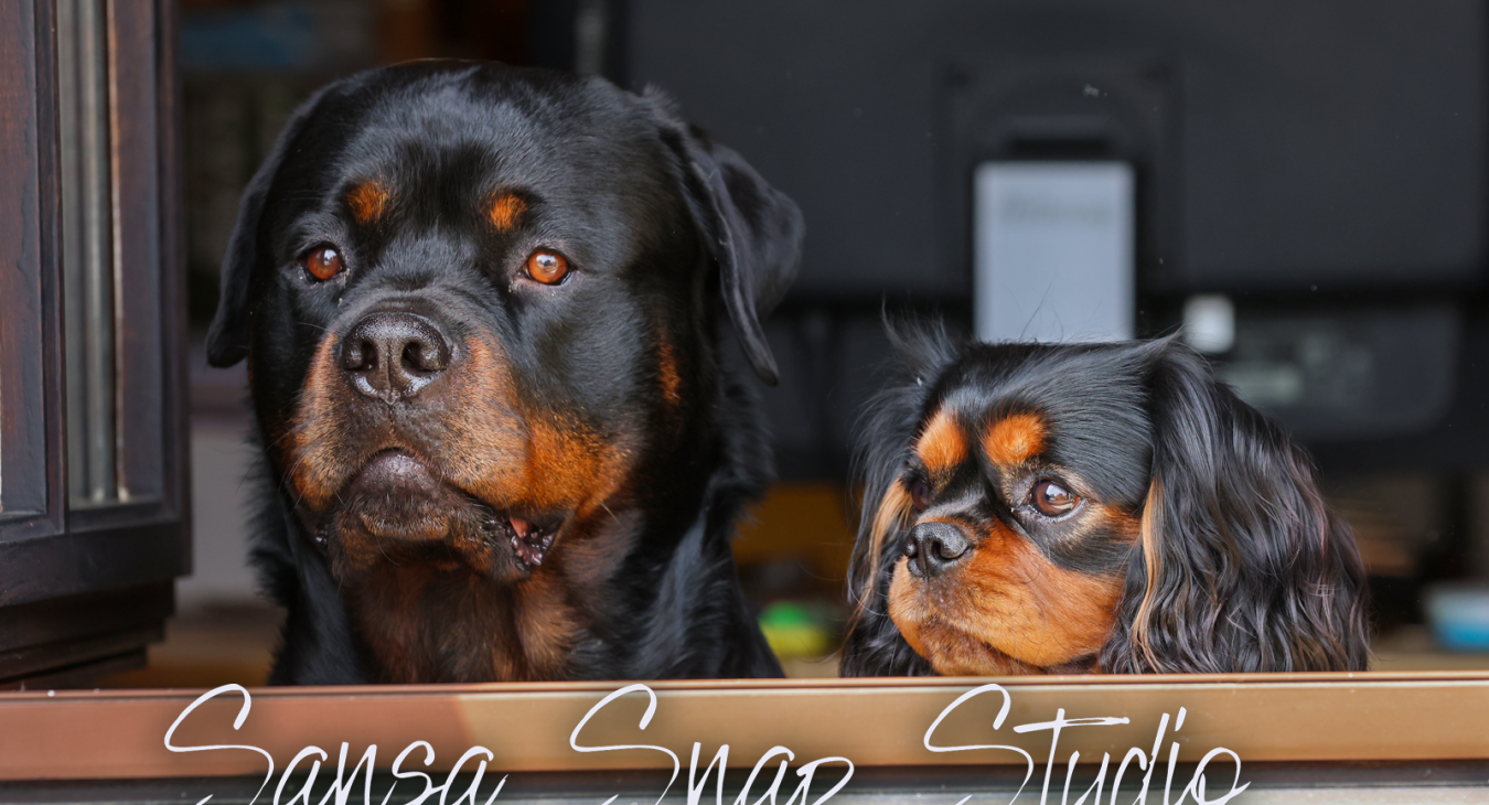2 honden (black&tan) turen door het open venster op zoek naar de postbode