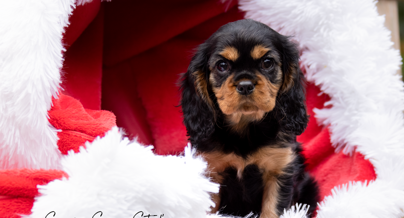 cavalier king charles pup and christmas
