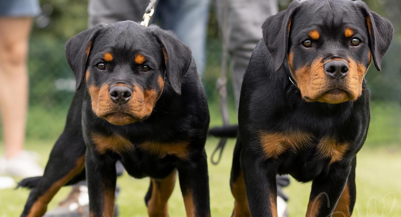 angry rottie-baby's